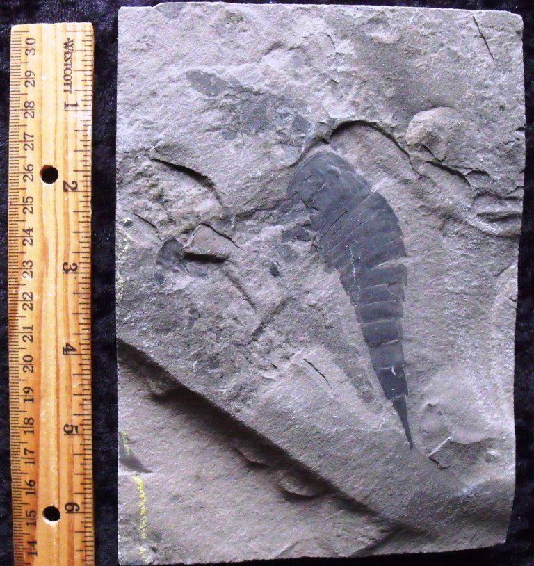 eurypterus fossils