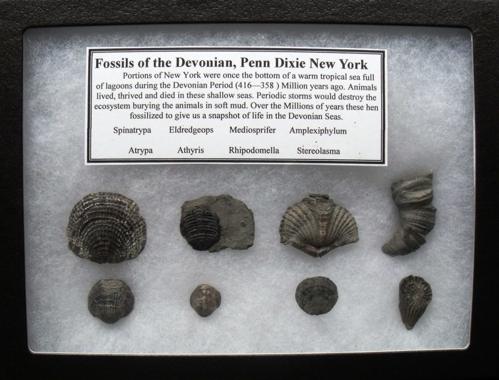 mineralized fossils